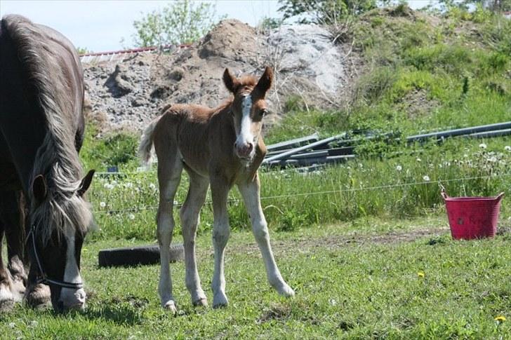 Schwarzwälder Koldblod Romeo af lilleskov billede 3