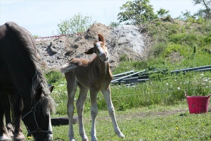 Schwarzwälder Koldblod Romeo af lilleskov billede 4