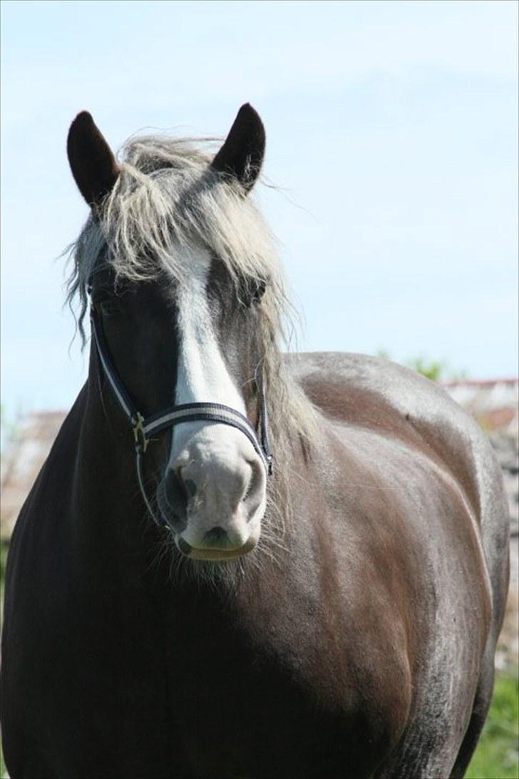 Schwarzwälder Koldblod Romeo af lilleskov billede 5