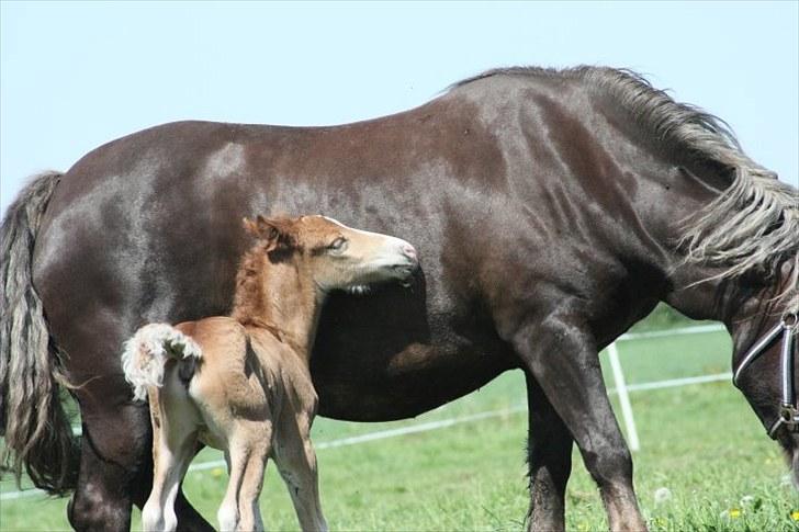 Schwarzwälder Koldblod Romeo af lilleskov billede 6