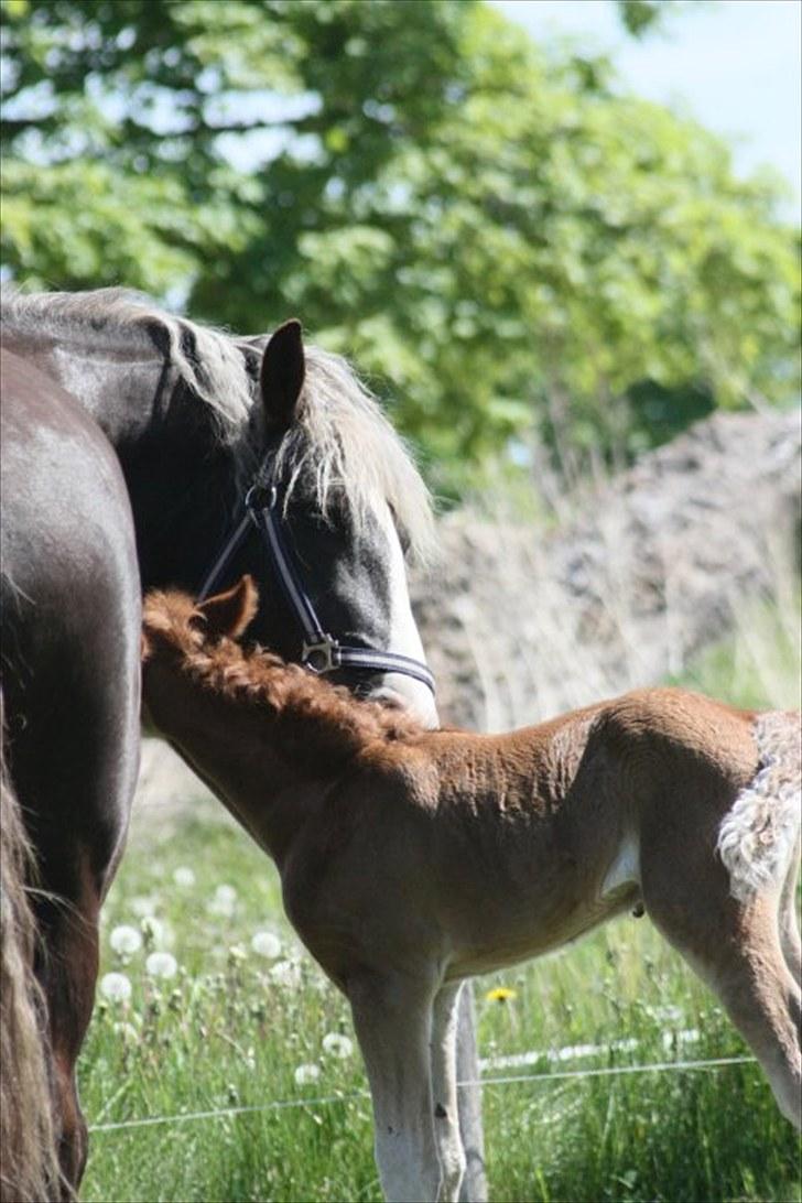 Schwarzwälder Koldblod Romeo af lilleskov billede 8