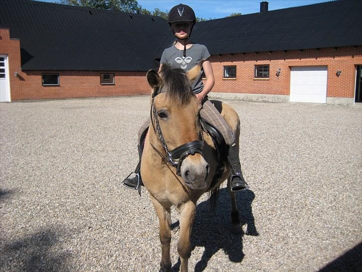 Fjordhest Tulle †  - HEJ og velkommen til Tulles profil <33 billede 1