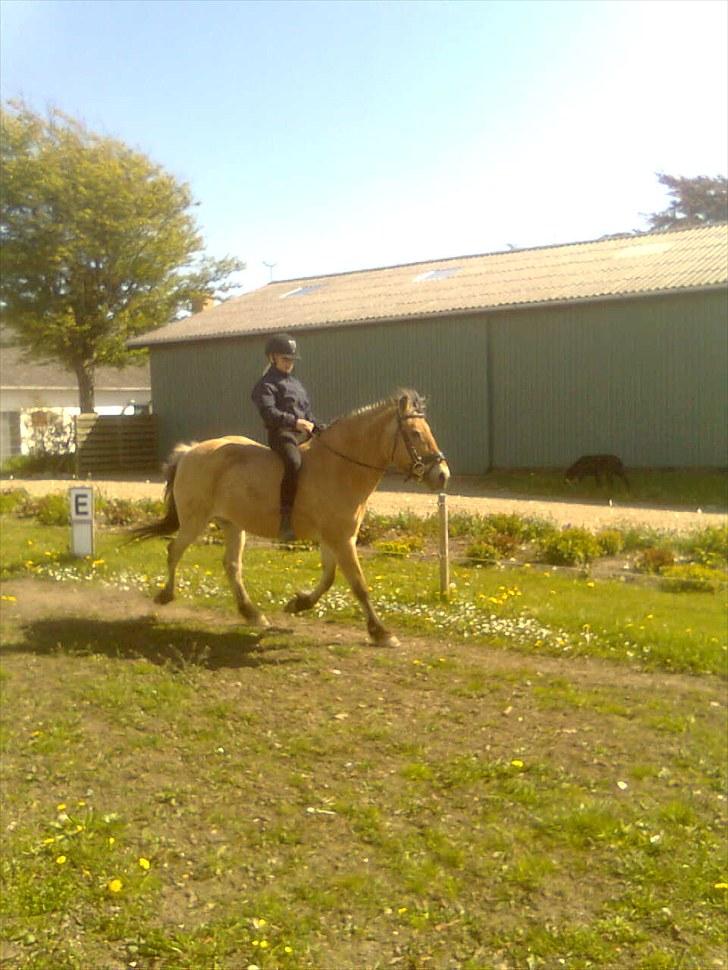Fjordhest Tulle †  - 2. gang jeg rider hende billede 2