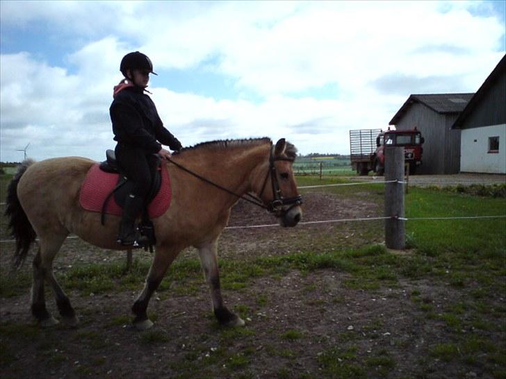 Fjordhest Tulle †  - 1. gang jeg rider hende ! :-) billede 3