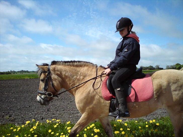 Fjordhest Tulle †  - ude på tur:-) billede 4