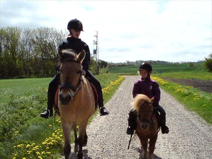 Fjordhest Tulle †  - Mig og Tulle Laura og Mille ude på tur :-) billede 5