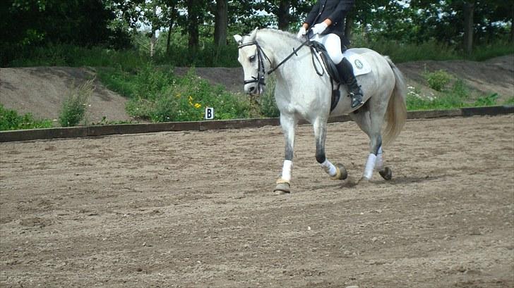 Welsh Pony (sec B) Bugsy Malone (savnet.) billede 12