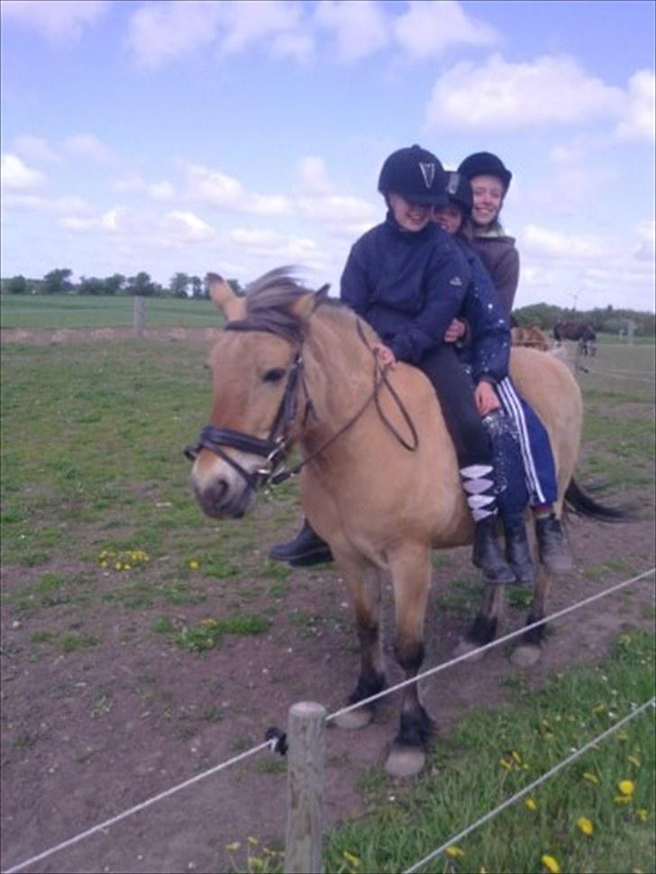 Fjordhest Tulle †  - Mig Emma og Anja tog lige en tur sammen:-) billede 6