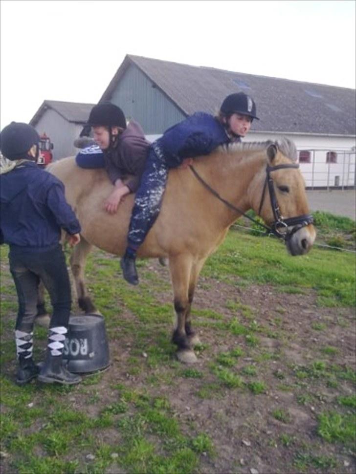 Fjordhest Tulle †  - HAHAHA!! toltalt kaos! og tulle står bare :-) billede 7