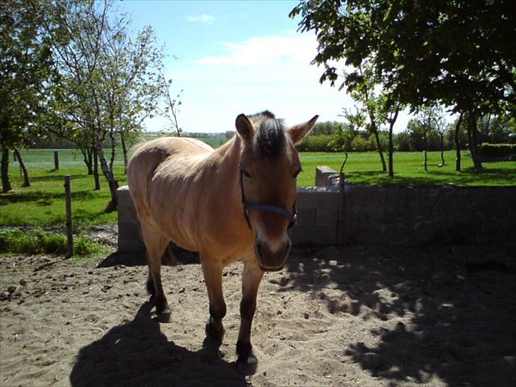Fjordhest Tulle †  - Tulle på fold hos gammel ejer :-) billede 8
