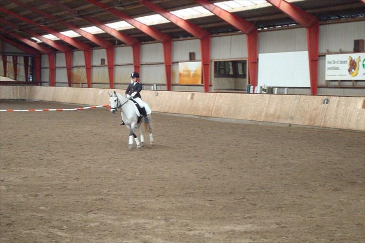 Welsh Pony (sec B) Bugsy Malone (savnet.) billede 15