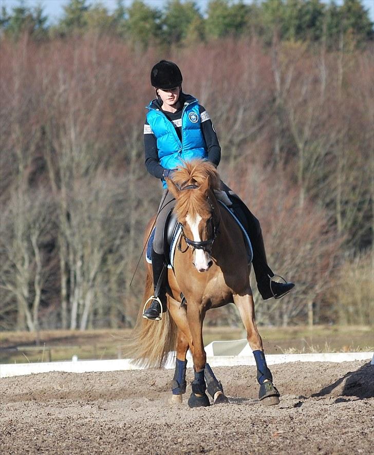 Anden særlig race Casjo billede 2