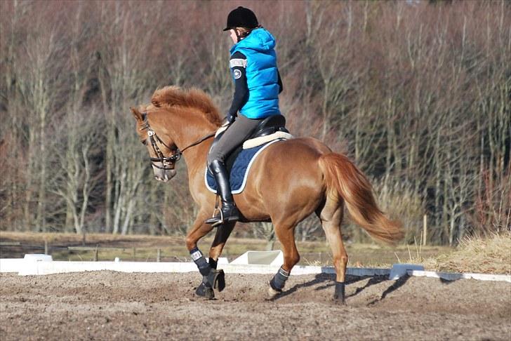 Anden særlig race Casjo billede 9