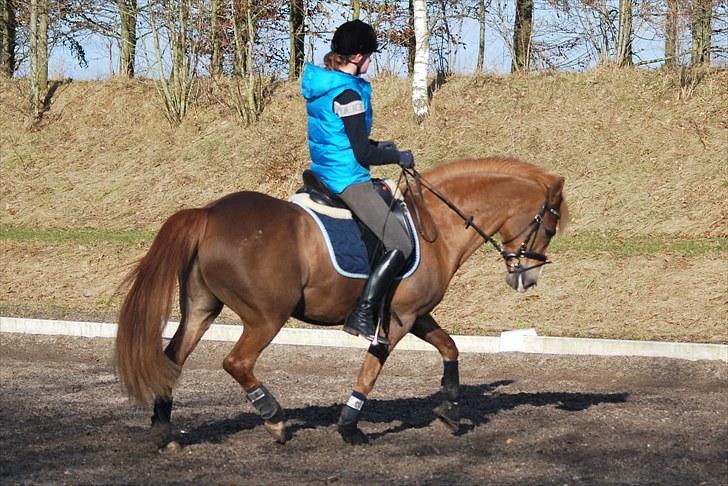 Anden særlig race Casjo billede 12
