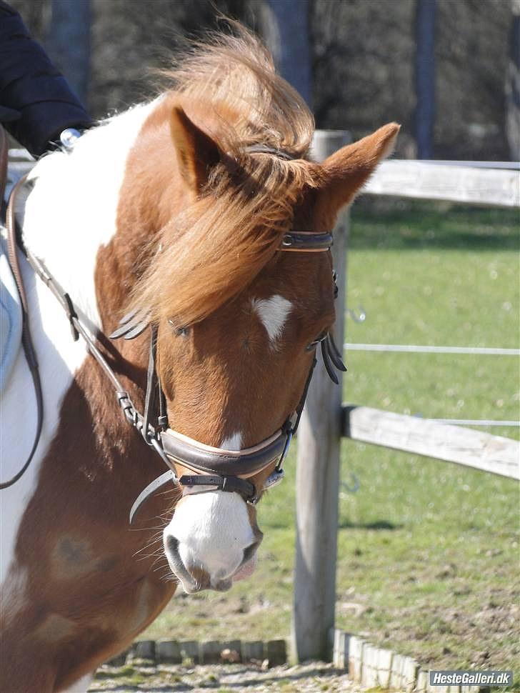 Pinto Lerke-lill SOLGT billede 1