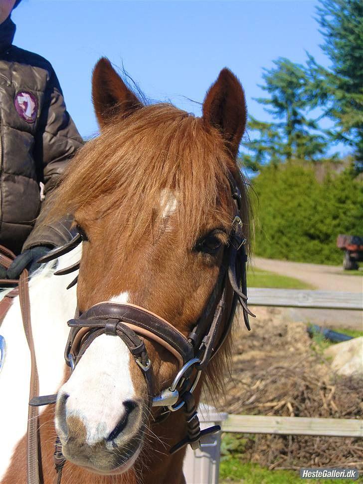 Pinto Lerke-lill SOLGT billede 3