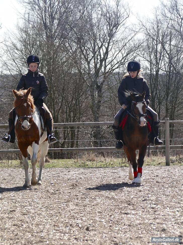 Pinto Lerke-lill SOLGT billede 4