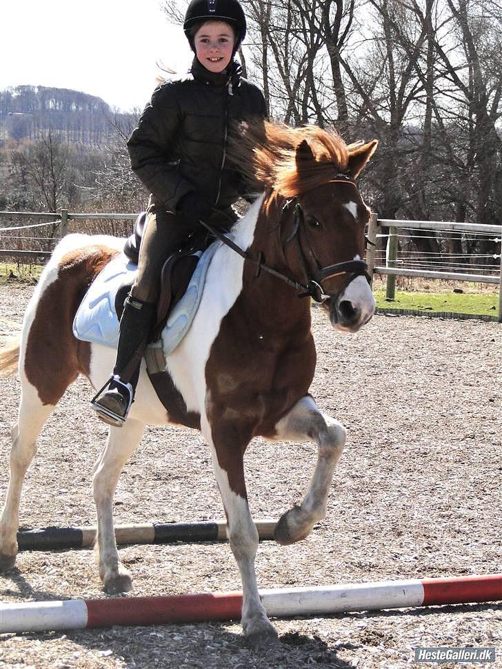 Pinto Lerke-lill SOLGT billede 5