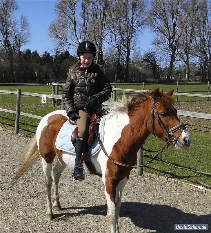 Pinto Lerke-lill SOLGT billede 6