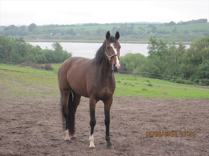 Dansk Varmblod Santina C Solgt.  - Santina Juni 2010 4 år billede 7