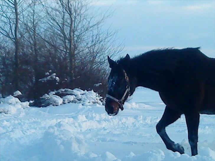 Oldenborg Rosita - #1 billede 1