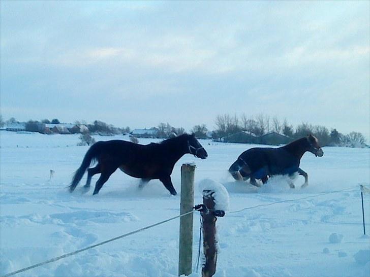 Oldenborg Rosita - #2 billede 2