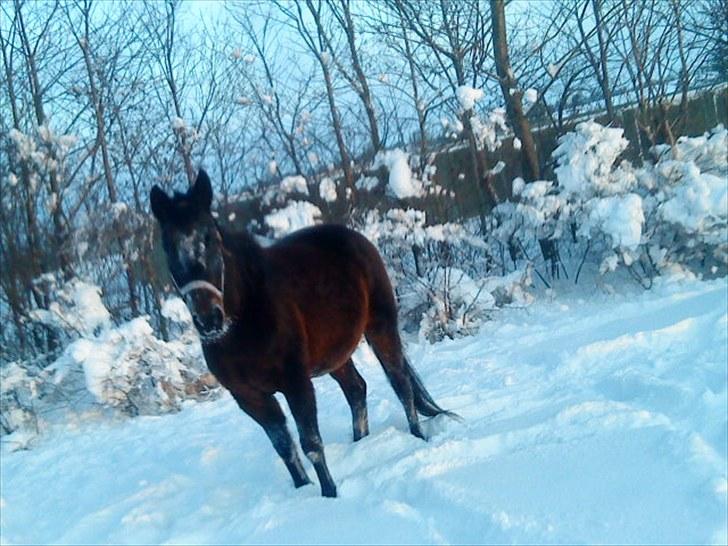 Oldenborg Rosita - #3 billede 3