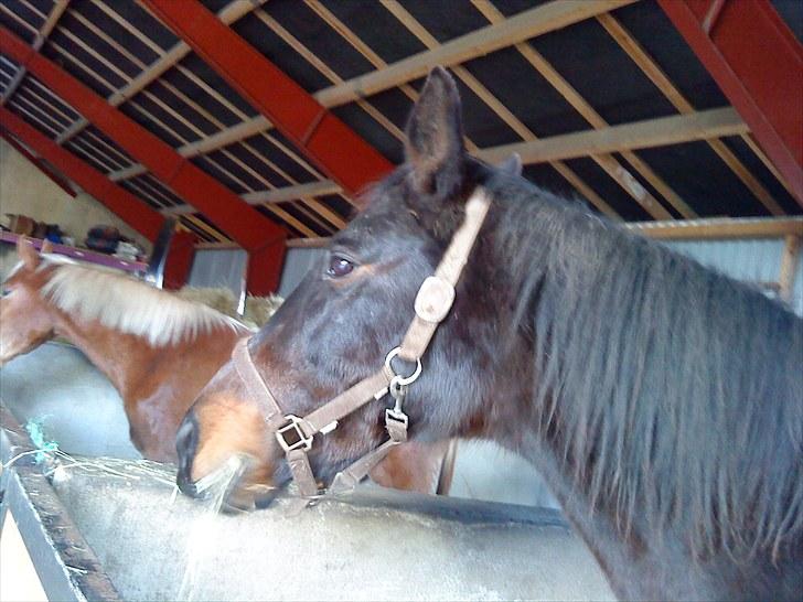 Oldenborg Rosita - #4 billede 4