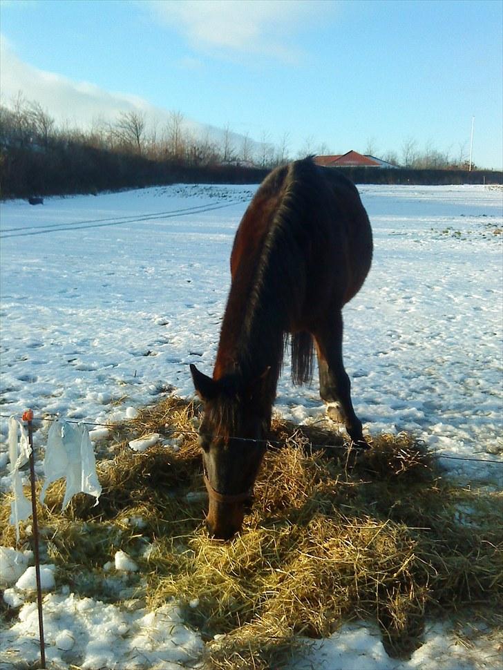 Oldenborg Rosita - #5 billede 5