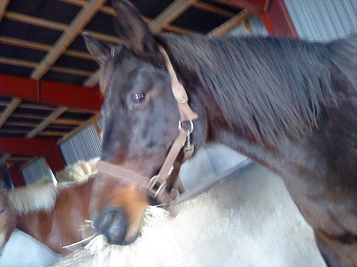 Oldenborg Rosita - #6 billede 6