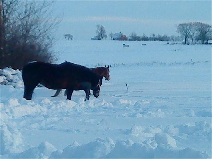 Oldenborg Rosita - #7 billede 7
