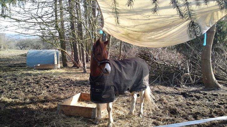 Pinto Lerke-lill SOLGT billede 8