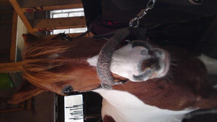 Pinto Lerke-lill SOLGT billede 9