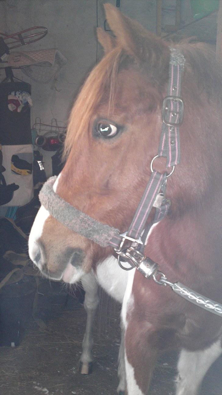 Pinto Lerke-lill SOLGT billede 10