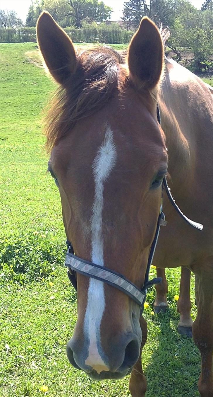 Traver Nete (Solgt) R.I.P :( - Velkommen til Nete´s profil håber i syntes godt om hende :)<3 billede 1