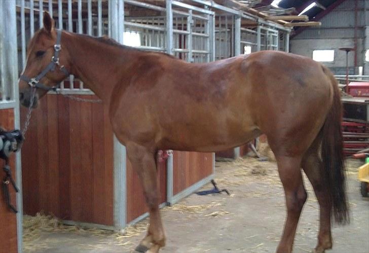 Traver Nete (Solgt) R.I.P :( - Inde og blive striglet, mens det øsregner udenfor :) billede 2