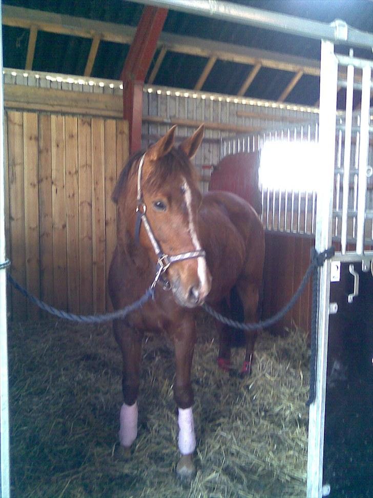 Traver Nete (Solgt) R.I.P :( - í vinters :) <3 billede 3