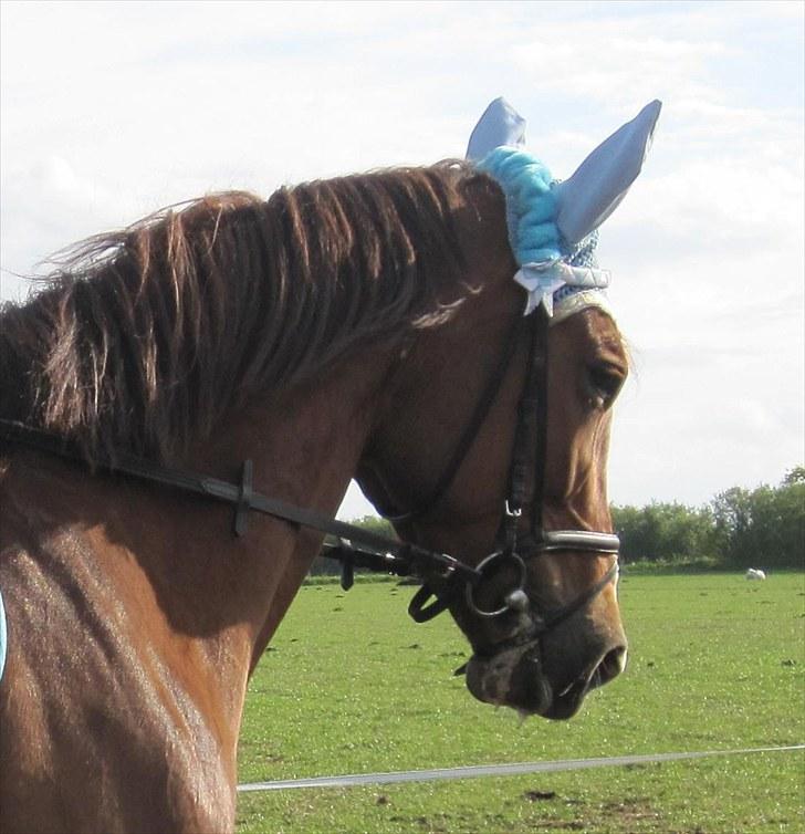 Traver Nete (Solgt) R.I.P :( - Den smukke<3 billede 4