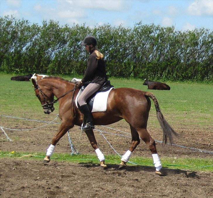 Traver Nete (Solgt) R.I.P :( billede 9