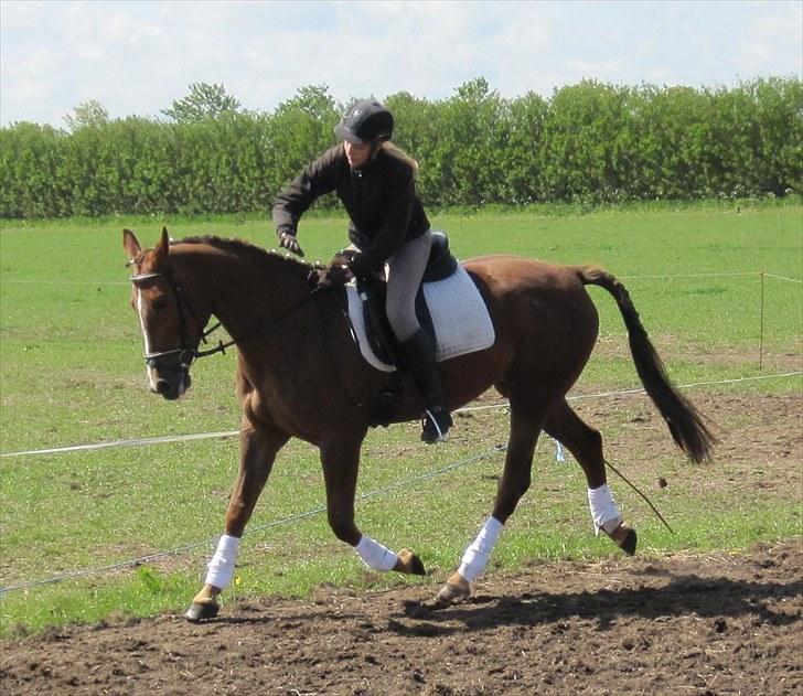 Traver Nete (Solgt) R.I.P :( - Dygtig Nete pigen :D billede 11