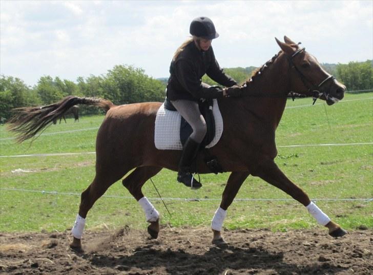 Traver Nete (Solgt) R.I.P :( - Hurtig trav :b  billede 12