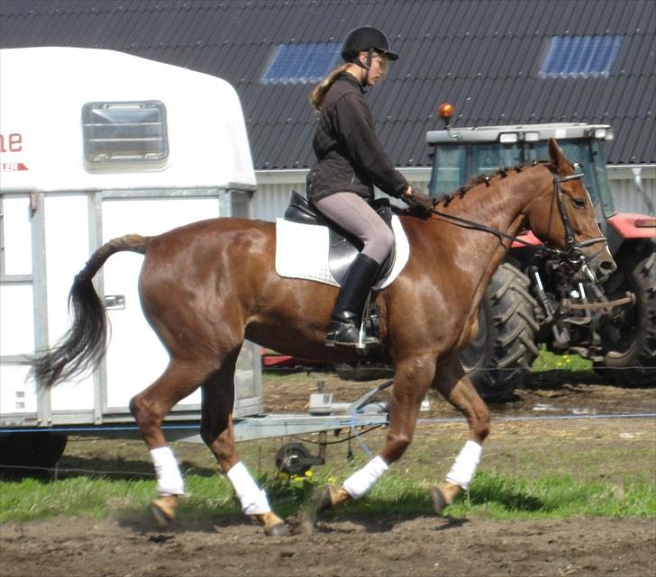 Traver Nete (Solgt) R.I.P :( - Galop<3 billede 13