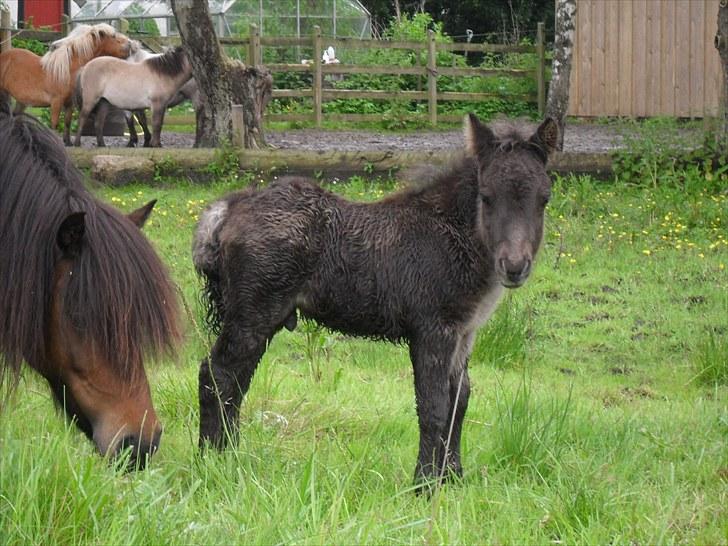 Shetlænder Thorshøjs Veto  billede 5