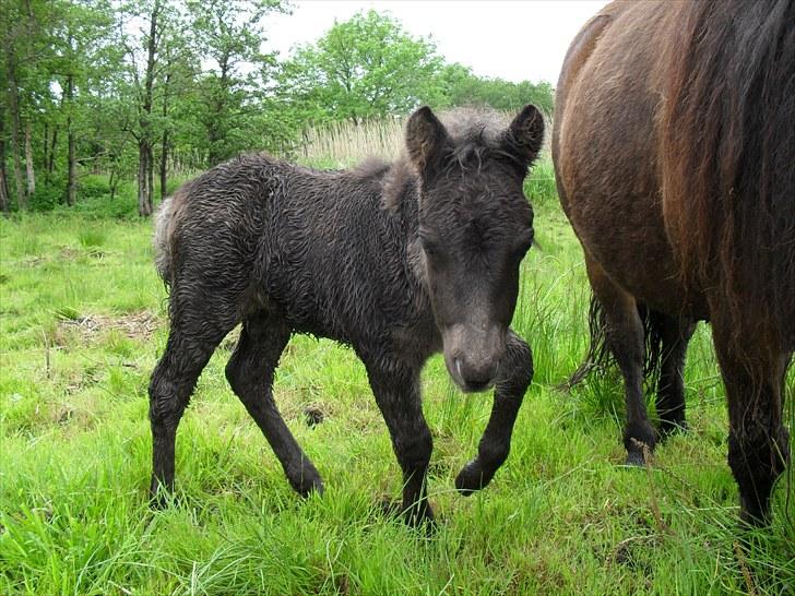 Shetlænder Thorshøjs Veto  billede 6
