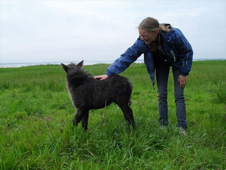 Shetlænder Thorshøjs Veto  billede 7