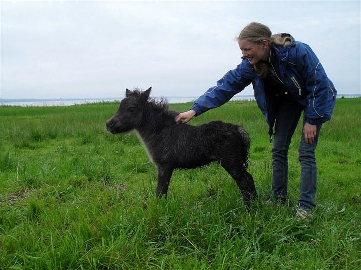 Shetlænder Thorshøjs Veto  billede 8
