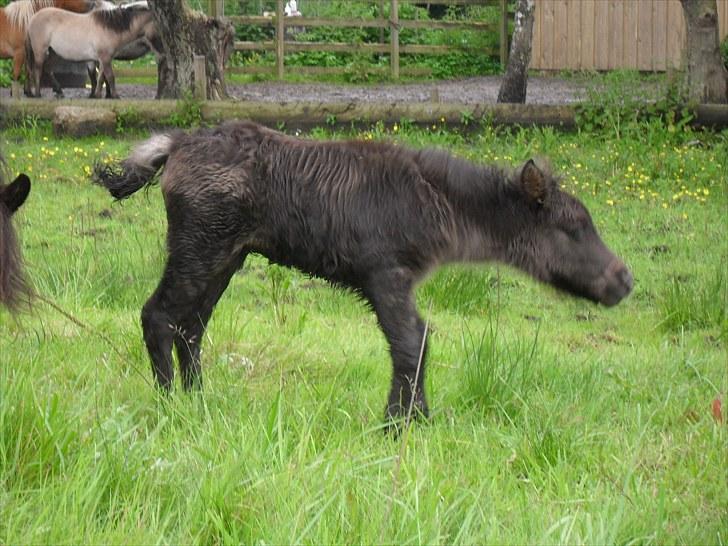 Shetlænder Thorshøjs Veto  billede 9