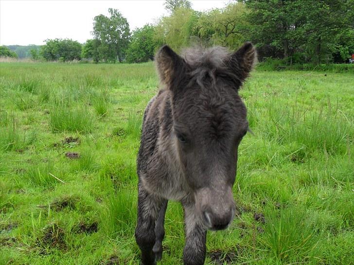 Shetlænder Thorshøjs Veto  billede 10