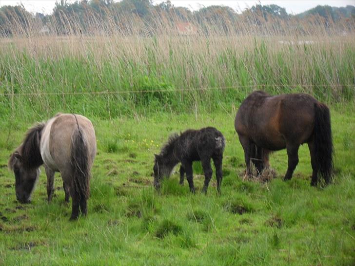 Shetlænder Thorshøjs Veto  - Veto med Lif og legekammerat Grønholms Urd billede 11