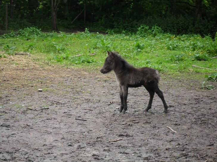 Shetlænder Thorshøjs Veto  billede 12